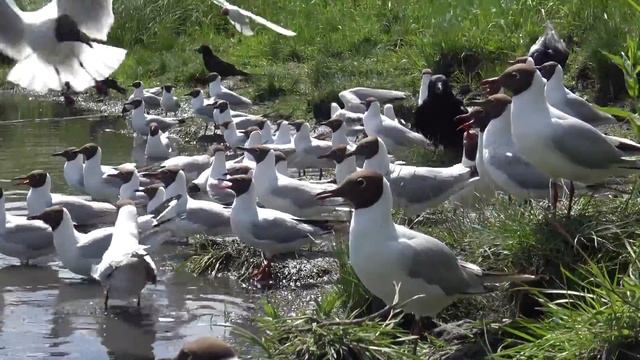 Крачки, р Койниха смотреть онлайн