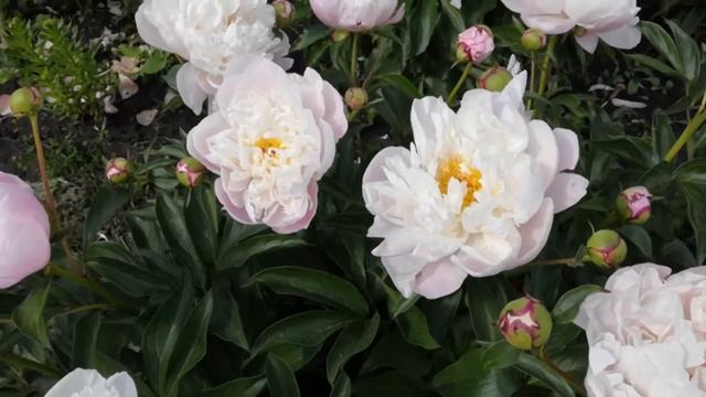 Пион Леди Александра Дафф.Продолжительно цветущий сорт.Июнь 2020 год. смотреть онлайн