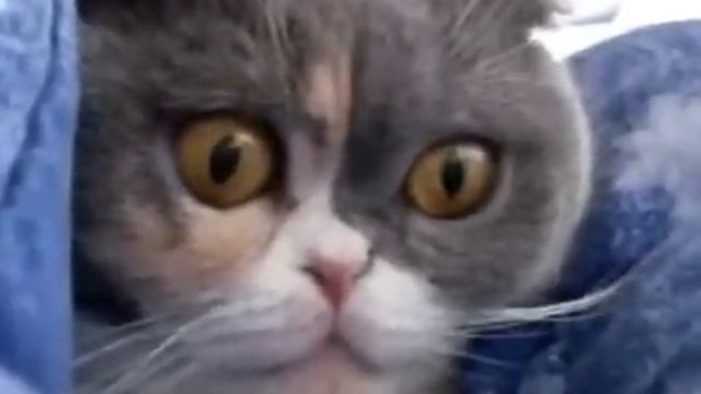 ржачный кот D