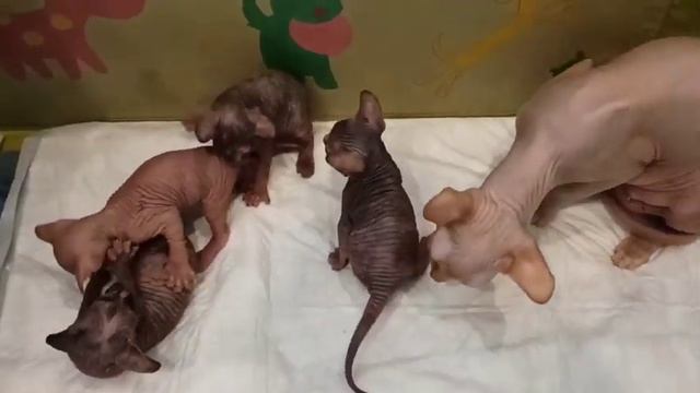 Канадские сфинксы, 3 недели от роду. смотреть онлайн