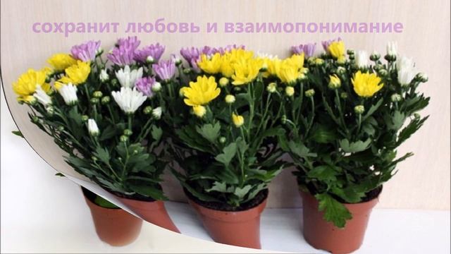 топ 5 комнатных растений, приносящих в дом СЧАСТЬЕ И ЛЮБОВЬ смотреть онлайн