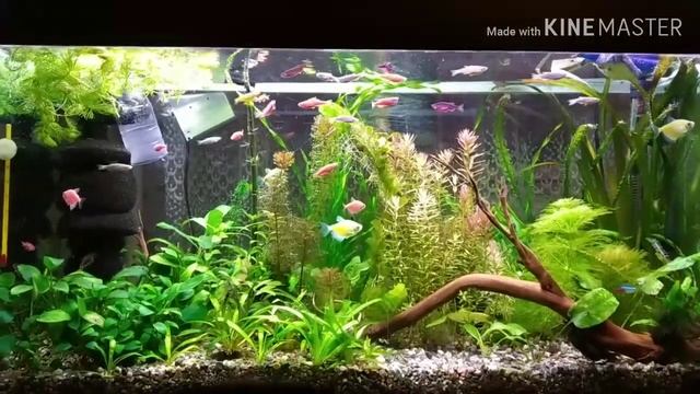 Глофиш тернеции и данио в растительном аквариуме смотреть онлайн