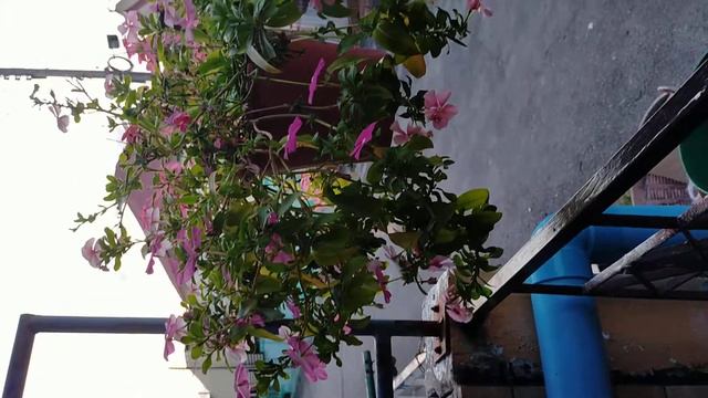 ၂ ဇန္နဝါရီ ၂၀၂၀ смотреть онлайн