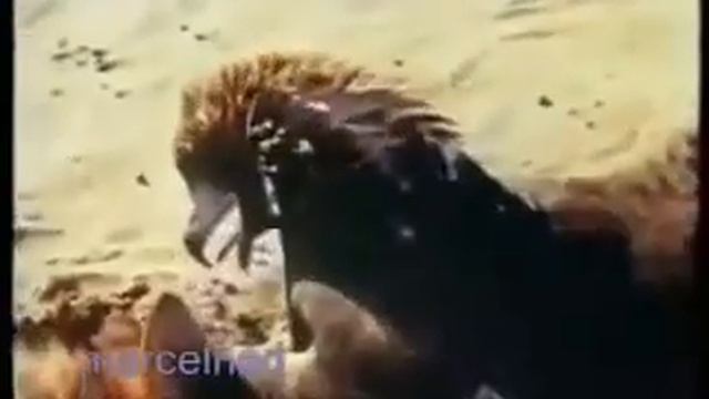 Охота Беркута на волка! смотреть онлайн