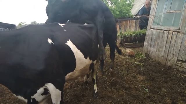 КОРОВА И БЫКИ смотреть онлайн