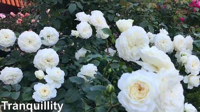 Сорта английских роз #DavidAustin #Tranquillity ? #Crocus Rose смотреть онлайн