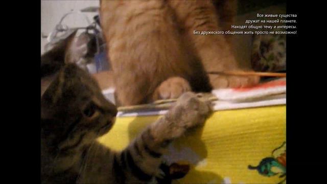 Моим друзьям смотреть онлайн