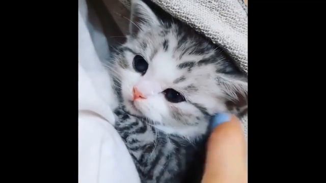 Милые и Забавные Животные Приколы 2020 #15 смотреть онлайн