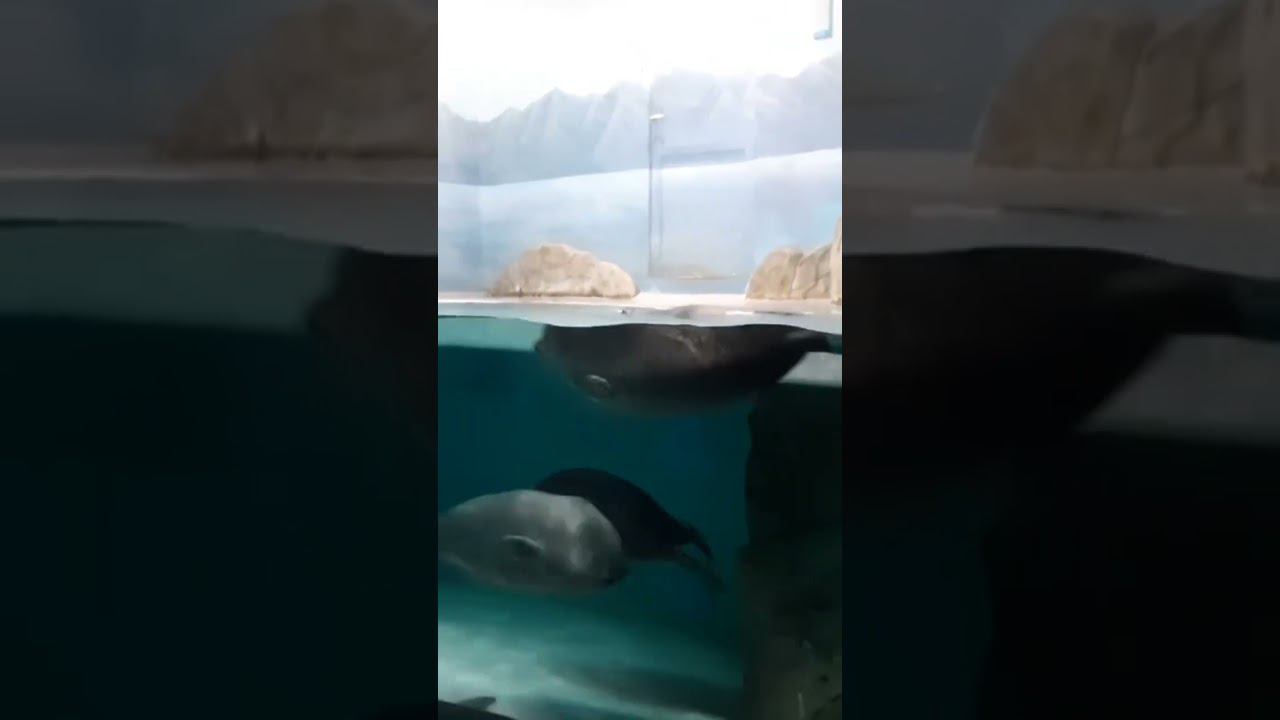 пуфики смотреть онлайн