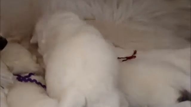 Магические мишки кушают...