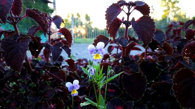 Мой ТОП-15! Цветы Однолетники, которые я выращиваю на даче. Подборка лучших цветов однолетников. смотреть онлайн
