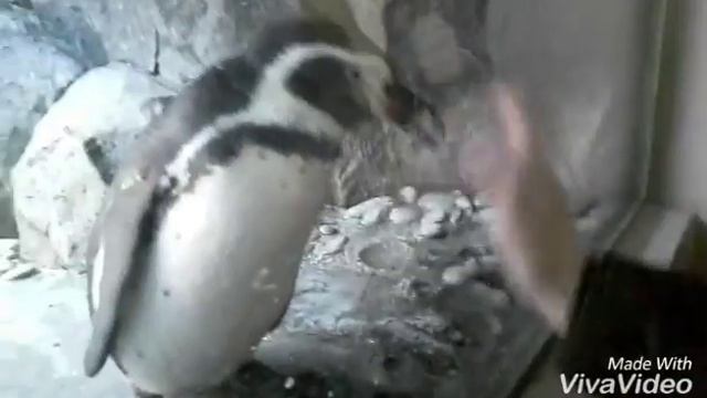 Зоопарк // Часть 1 смотреть онлайн