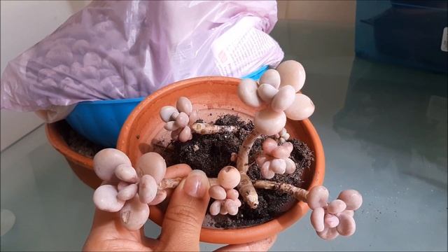 Graptopetalum amethystinum | Fran natura смотреть онлайн