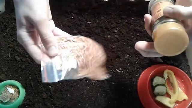 Что нужно для улитки?/ необходимые вещи для появления в доме улиток? смотреть онлайн