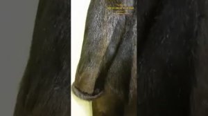 Тонировка меха на шубе. Тонировка шубы. Тонировка меха. Покраска шубы.