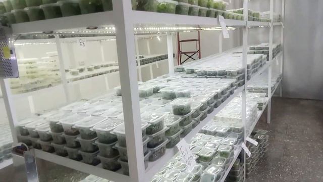 ТОВ НВЦ ИНВИТРО ПЛАНТ. так выглядит 400 тысяч микрорастений смотреть онлайн