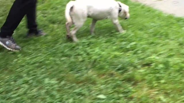 Щенок Лабрадор 5 Месяцев В Парке смотреть онлайн