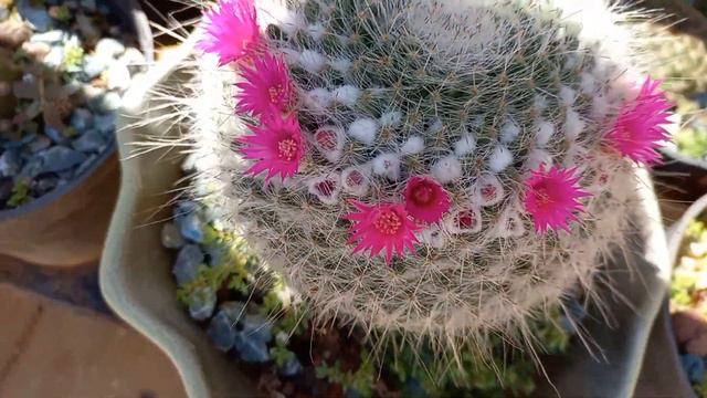 Mammillaria Hahniana / Old lady Cactus தமிழில் смотреть онлайн