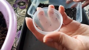 Посев целозии на рассаду 2021. Уход за рассадой целозии гребенчатой