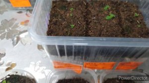 СЕЯНЦЫ ГЛОКСИНИИ ОСТАНОВИЛИСЬ В РОСТЕ.ЧТО ДЕЛАТЬ.