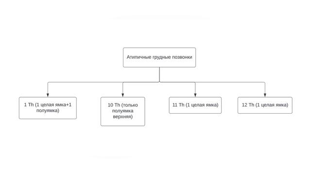 Позвоночный столб. Свойства атипичных позвонков. смотреть онлайн