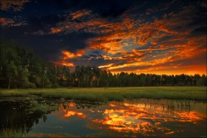 Красивый легкий летний вечер в лесу для отдыха / Beautiful summer evening for relaxation
