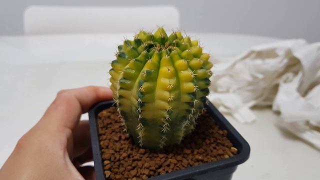 Gymnocalycium hybrid cactus - Golden Globe смотреть онлайн