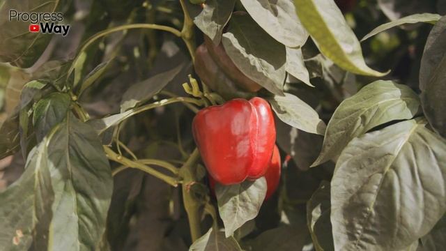 1 Ложка И Перец Идёт В Бурный Рост Июльская Подкормка смотреть онлайн