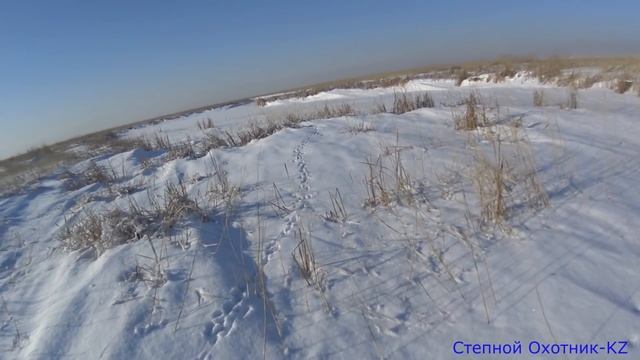 Охота на зайца русака 2020! Закрытие сезона! смотреть онлайн