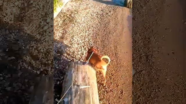 Теодор Рузвельт изучает экологическую обстановку на Волге смотреть онлайн