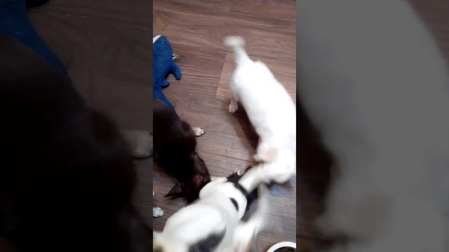 малыш чихуахуа весит всего 530 грамм в 1,5 месяца! Чихуарий Екатеринбург https://chihuariy-ekb.ru/ смотреть онлайн