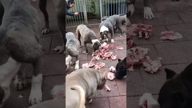 Pitbull dog lover ❤️#subscribe my channel #like and #share ?☺️ @Akshaj_Saini смотреть онлайн