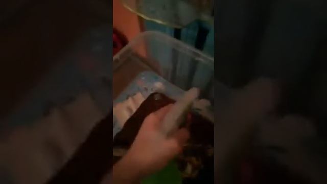 Маленький уход за улитками? смотреть онлайн