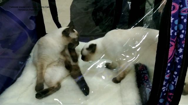 Чем тайские котята Изабель и Калиостро занимались в палатке на выставке кошек! Тайские кошки - это смотреть онлайн