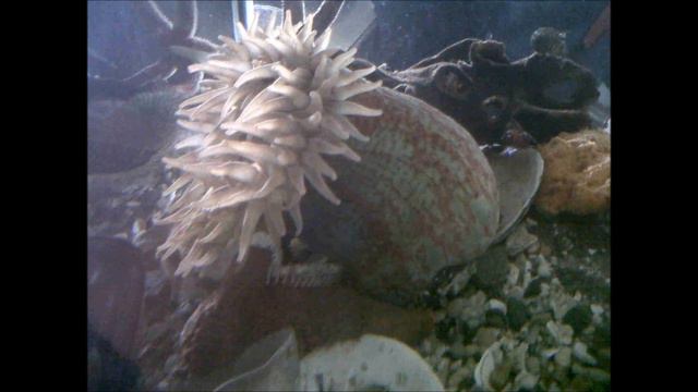 Bio 11, 1-3, Biology Journal, Sea Anemone смотреть онлайн