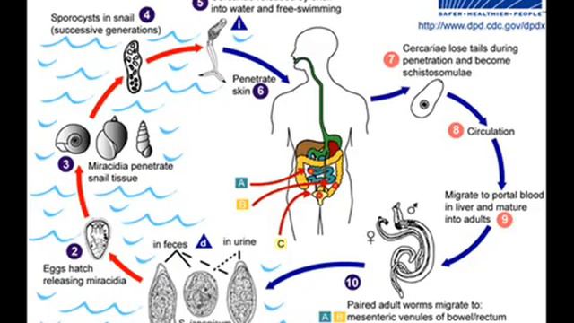 Bio-7-30-06-Shistosoma смотреть онлайн