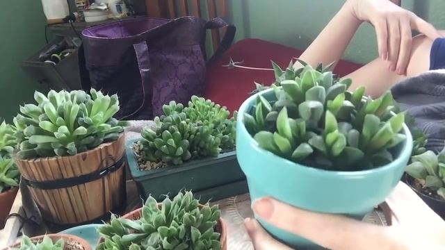 Haworthia Coming Out Of Dormancy смотреть онлайн