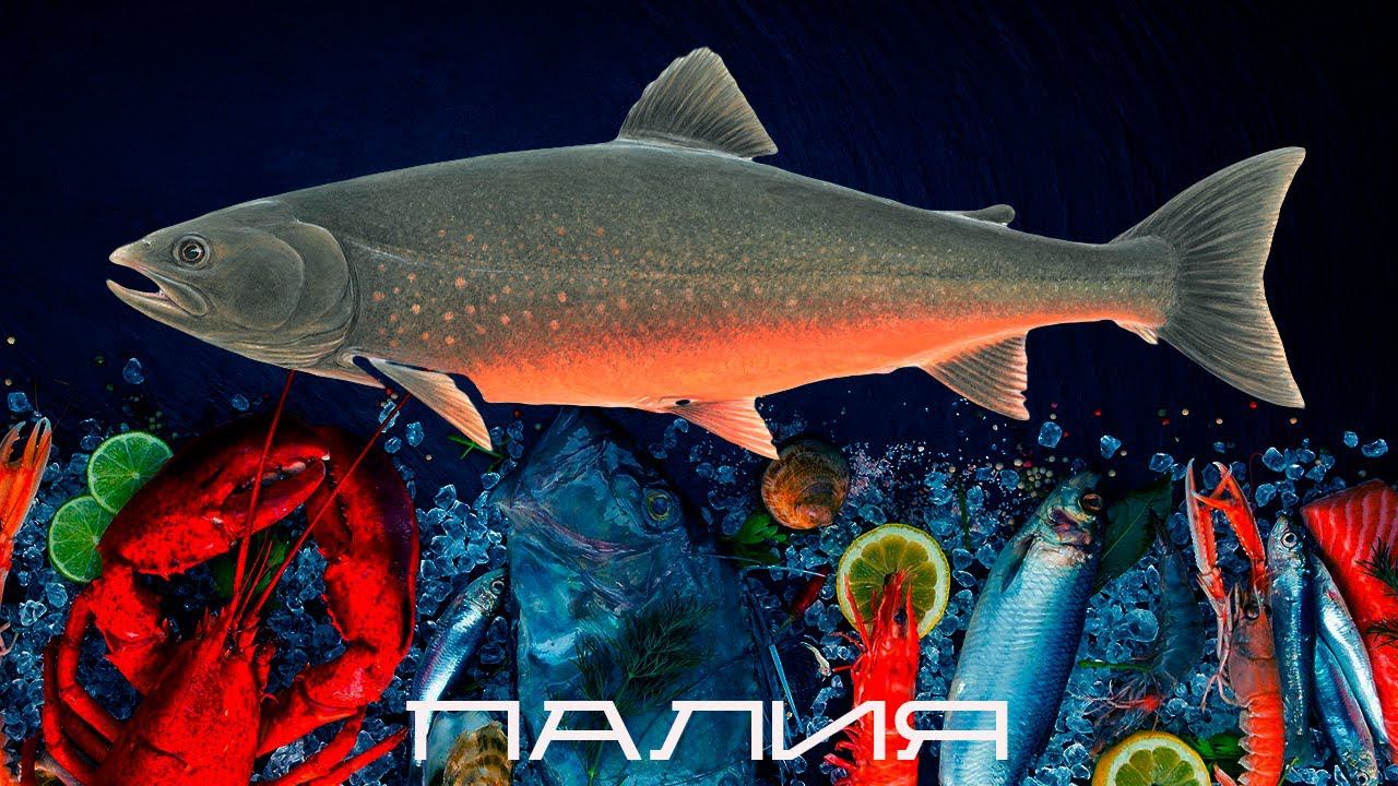 кулинар из лисичек / палия / blindpewfood смотреть онлайн