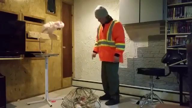 Попугай истерит смотреть онлайн