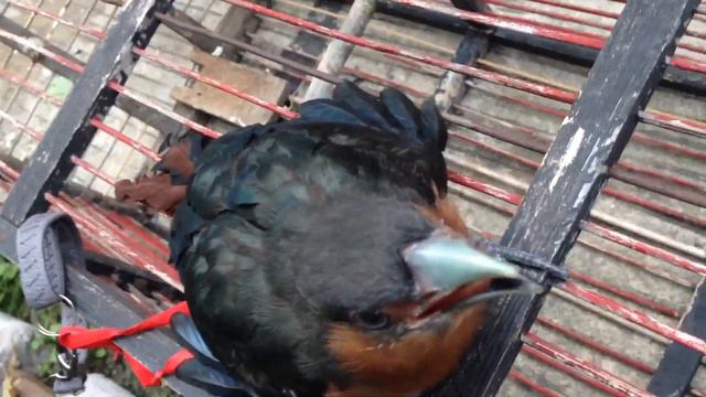 Kadalan birah/malkoha bird #HARI12 смотреть онлайн
