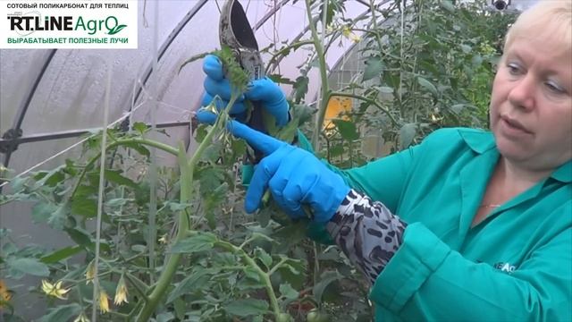 Как прищипывать главный стебель томатов в теплице. Выращивание томатов. смотреть онлайн