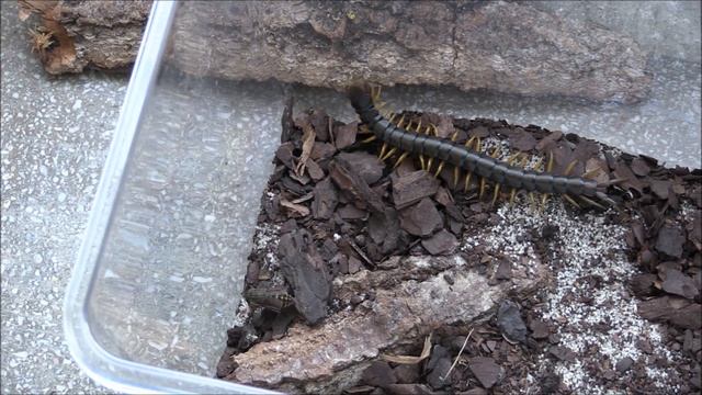 Scolopendra Cingulata Eats Tabanus Sp.