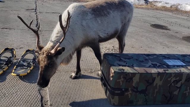 В гости пришёл красивый олень смотреть онлайн