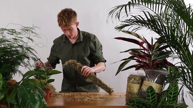Sphagnum Moss: 5 Creative Uses You NEED To Know смотреть онлайн