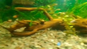 Коряга в аквариум