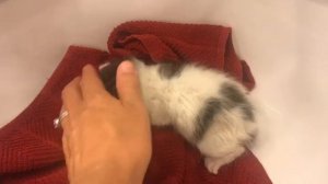 Как мы ухаживаем за маленьким котёнком в домашних условиях?