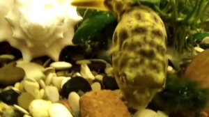 Рыбка тетрадон ест улиток