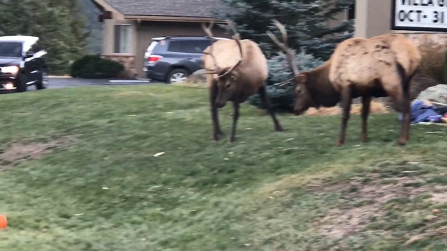 Олени дерутся за тыквы смотреть онлайн