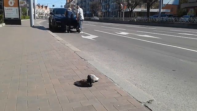 Голубь ухаживает за больным собратом смотреть онлайн