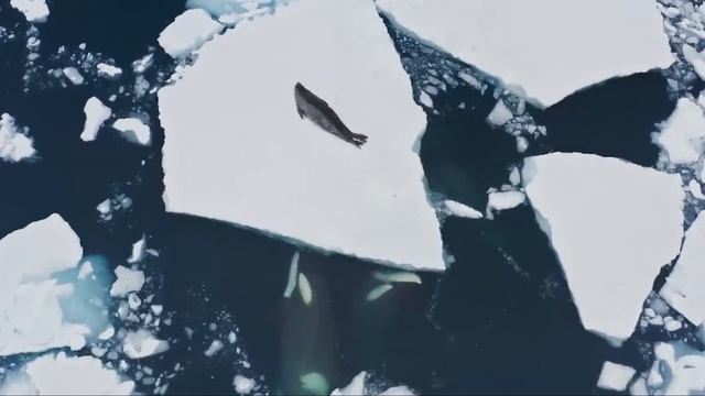 Seal Escaped With HALF of His Body смотреть онлайн